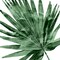 Tropical Green Palm IV Poster Print by Melonie Miller # MMR116788